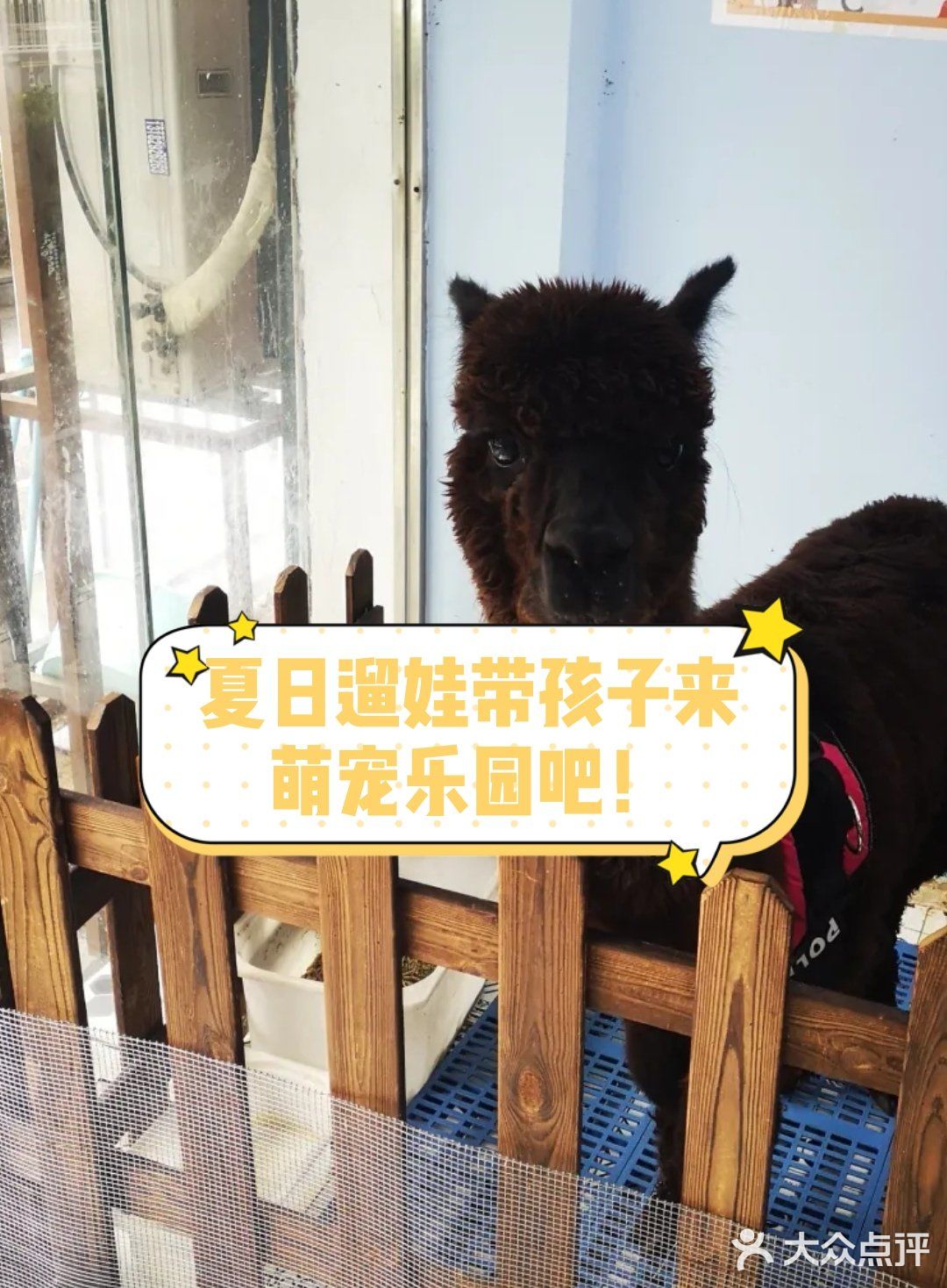带孩子来南京亲子宠物乐园和萌宠互动吧！