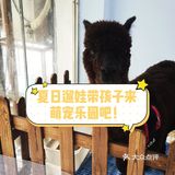 带孩子来南京亲子宠物乐园和萌宠互动吧！