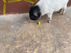 -辛玛王国游乐园