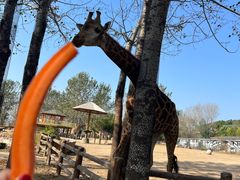 -大连森林动物园