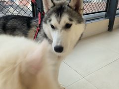 -怪兽屋·羊驼·猫咖·狗咖(俊华广场店)