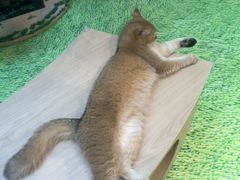 -爪爪喵星球·猫舍(卓悦中心店)