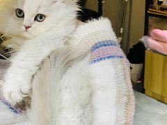 -欣宠猫屋·矮脚拿破仑·蓝金金渐层