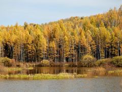 -五营红松林海景区