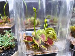 -青石桥花鸟鱼虫市场(叠翠城店)