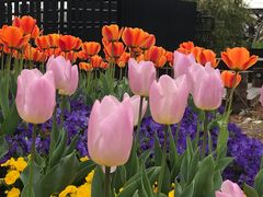 -丹东路渡口(轮渡站)