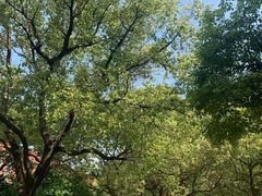 -同济大学(沪西校区)