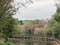 -大屏嶂森林公园