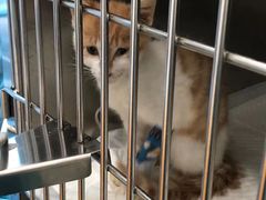 -北京观赏动物医院·24小时大型综合·猫专科·异宠专科