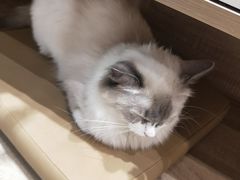 -藏猫猫咖啡主题馆(中央大道店)