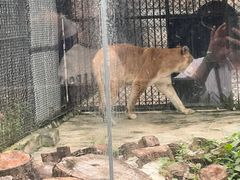-深圳野生动物园
