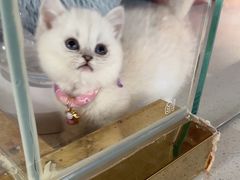 -糯米喵星人总部直营旗舰店·猫舍·幼猫出售