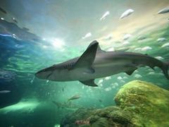 -瑞普利水族馆