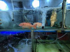 -凤城礼记鱼翅海鲜酒家(新马路总店)