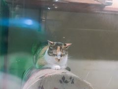 -猫咪博物馆(顶澳仔猫街店)