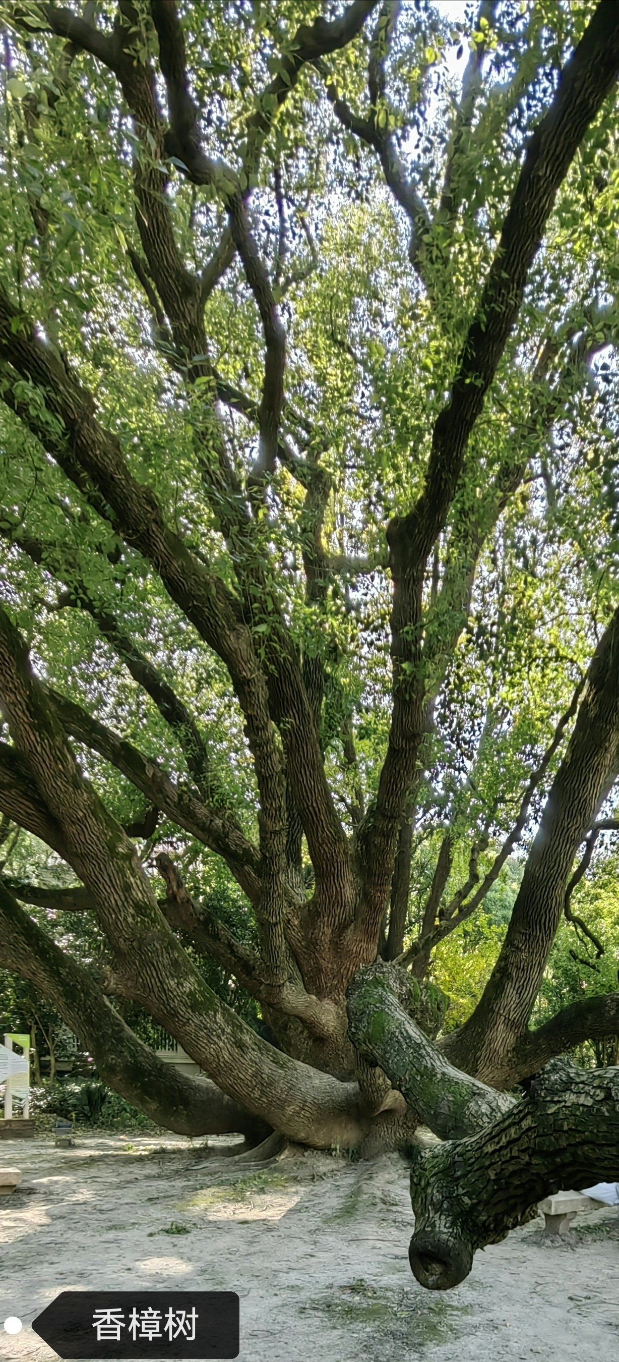 香樟树