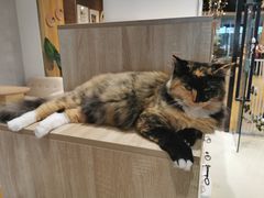 -藏猫猫咖啡主题馆(中央大道店)