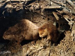 -贝林大翅鲸简餐厅(国家海洋博物馆店)