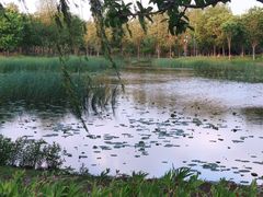 -东郊湿地公园