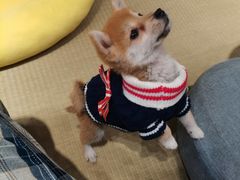 -逗柴咖啡屋·狗咖猫咖宠物桌游
