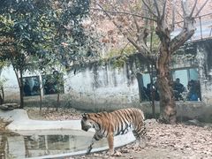 -成都动物园