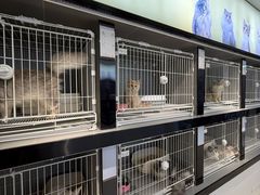 -翊宠yipet猫狗购宠庄园犬舍•猫舍