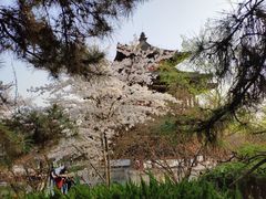 -西安青龙寺遗址景区