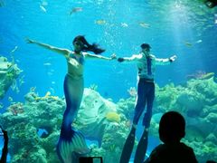 -芜湖新华联大白鲸海洋公园