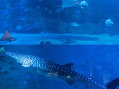 -烟台海昌鲸鲨海洋公园