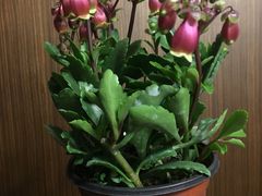 -龙大花卉苗木市场