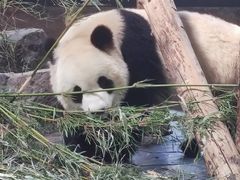 -上海野生动物园