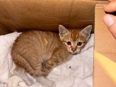 -瑞派康怡24h宠物医院·犬猫医疗中心·微创绝育(瑞景分院)