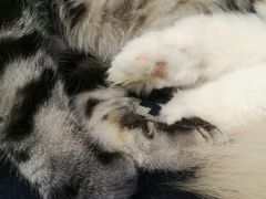 -平行世界·猫咖(首经贸店)