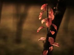 -白鹭湾湿地公园