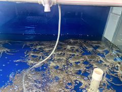 -阳澄湖大闸蟹·琼灵阁牌品牌连锁(吴中总店)