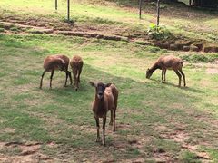 -深圳野生动物园