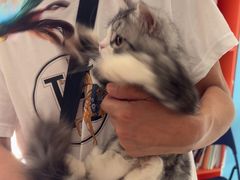 -瑞派福兴宠物医院犬猫全科·骨科·中西医结合(河东店)