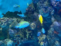 -上海海洋水族馆