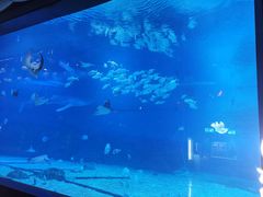 -烟台海昌鲸鲨海洋公园