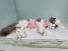 -达爱动物医院·犬猫分区·CT·复杂眼科(远洋山水分院)
