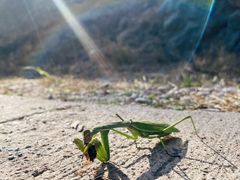-北京西山国家森林公园