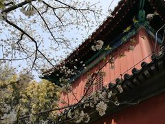 -大觉寺-停车场