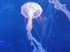 -海合安武汉极地海洋公园
