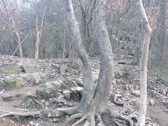 -紫金山天文台