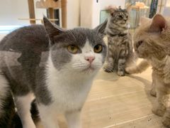 -momokira米努特·德文卷毛猫·棉花面纱犬