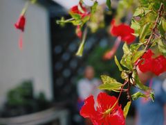 -朱家花园