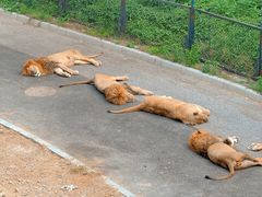 -大连森林动物园