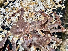 -璞御·海鲜·雪花牛肉局(宾水西道店)