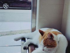 -宠福鑫动物医院(立水桥分院)