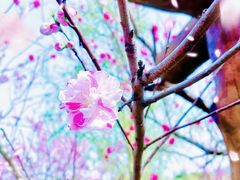 -南汇桃花村